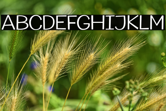 Champigna-Light Example 3