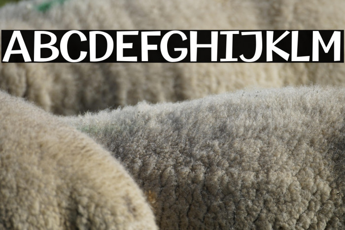 Champigna-SemiBold Example 2