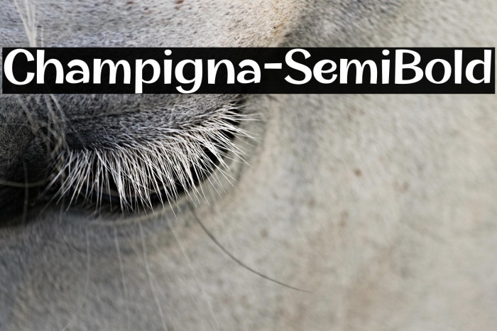 Champigna-SemiBold Example 2