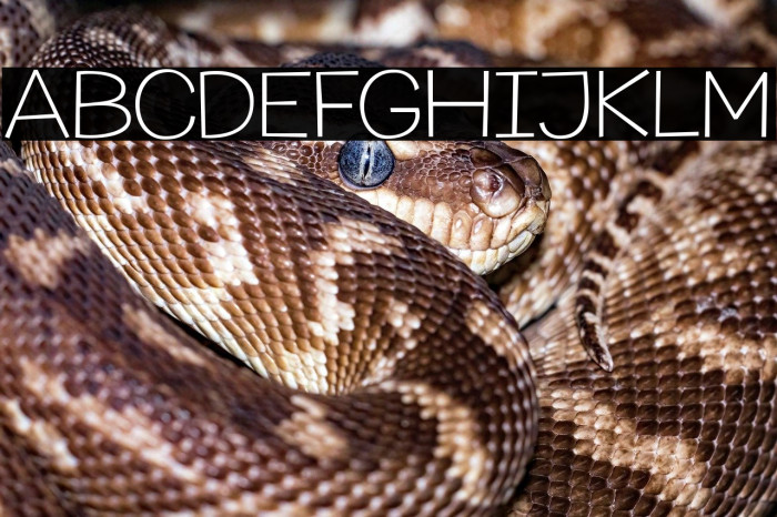 Champigna-Thin Example 3