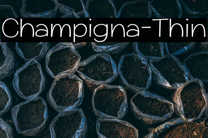 Champigna-Thin Example 1