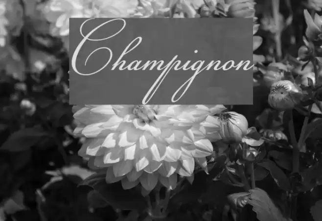Champignon Font examples