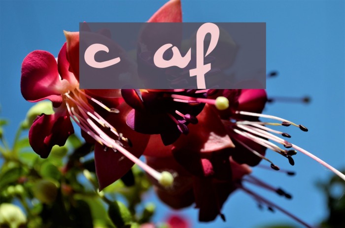 Champion AF [unregistered] Example 1