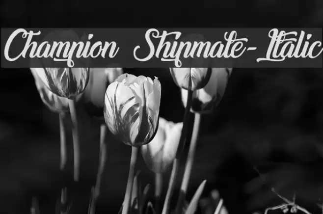 Champion Shipmate-Italic Font examples