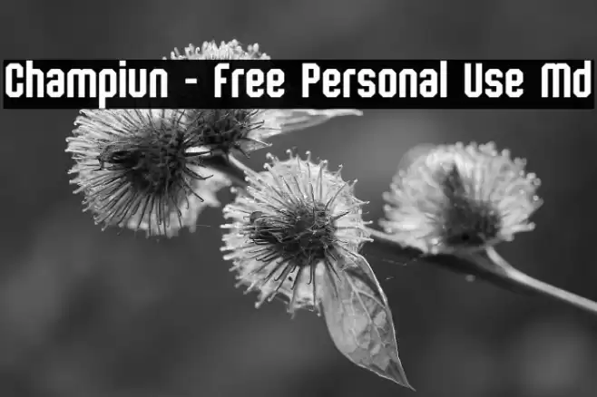 Champiun - Free Personal Use Md Caratteri examples