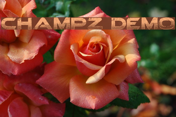 Champz DEMO Font examples
