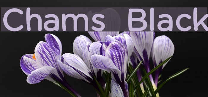 Chams Black Font examples