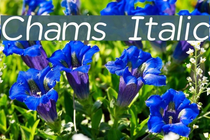 Chams Italic Font examples
