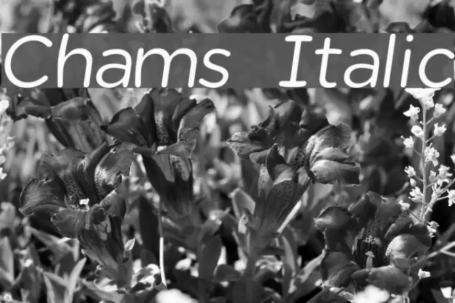 Chams  Italic خط examples