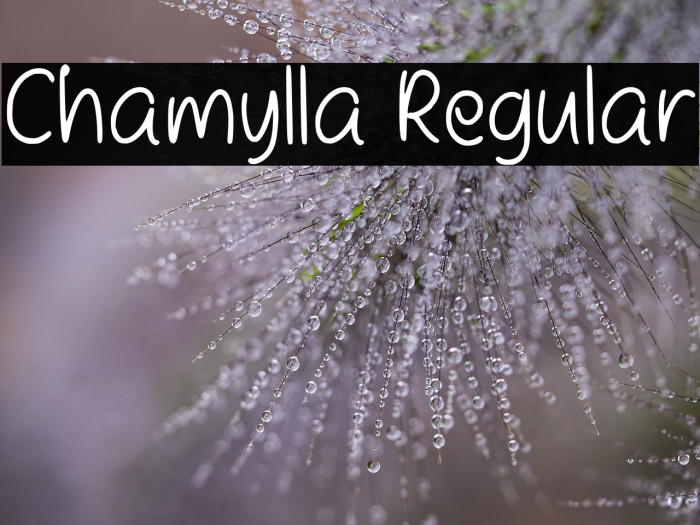 Chamylla Regular Example 1