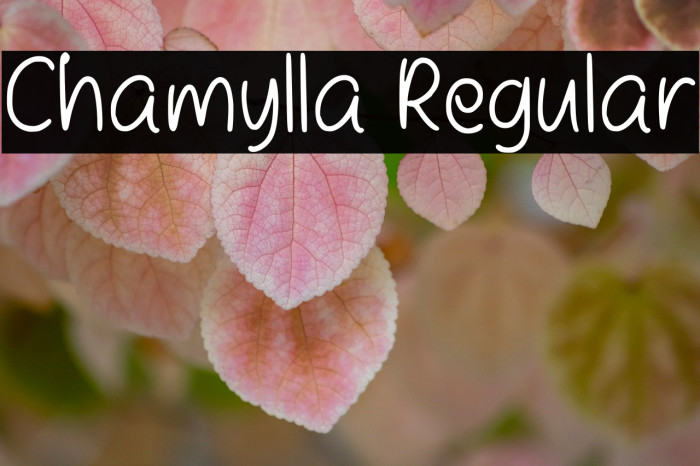 Chamylla Regular Example 3