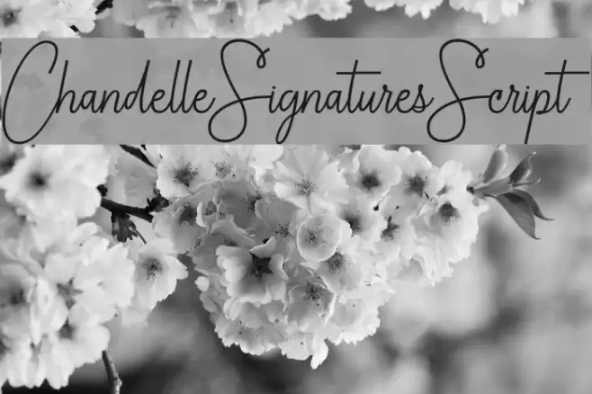 ChandelleSignaturesScript Font examples