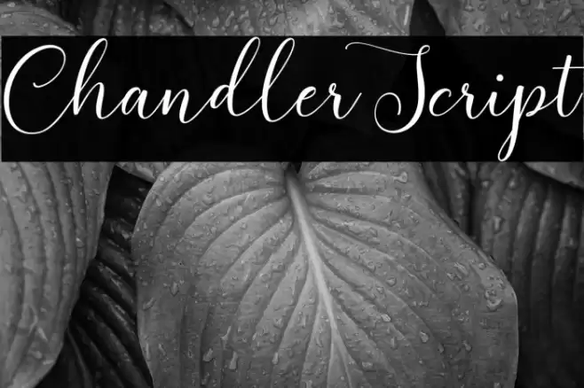 ChandlerScript Font examples