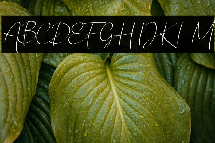 Chandrawinata-Italic Example 3