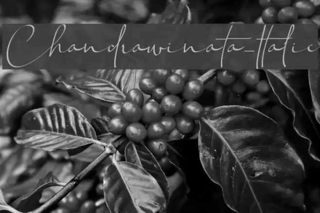 Chandrawinata-Italic Caratteri examples