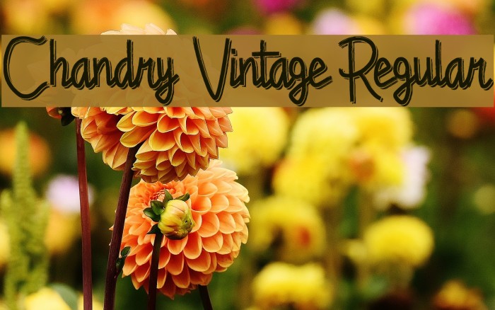 Chandry Vintage Regular Fonte examples