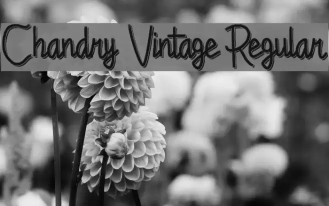 Chandry Vintage Regular Font examples