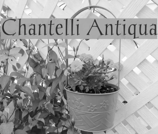 Chantelli Antiqua Font examples