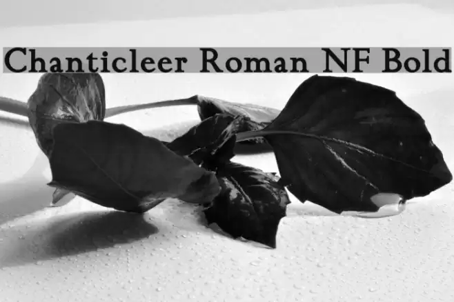 Chanticleer Roman NF Bold Font examples