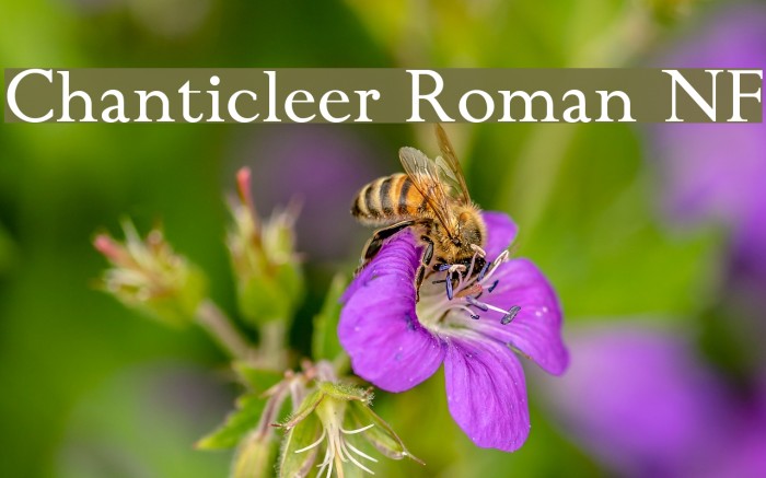 Chanticleer Roman NF Font examples