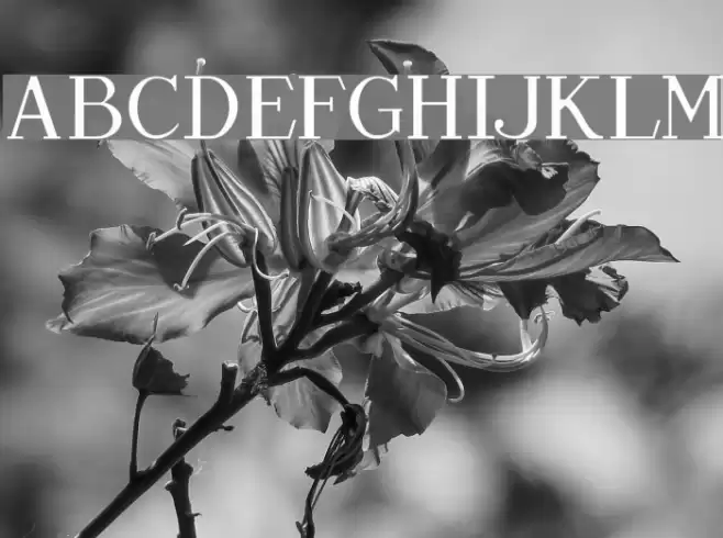 Chap Clerk Tryout Font examples