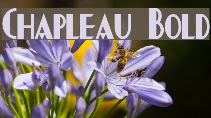 Chapleau Bold Font examples