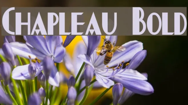 Chapleau Bold Example 2