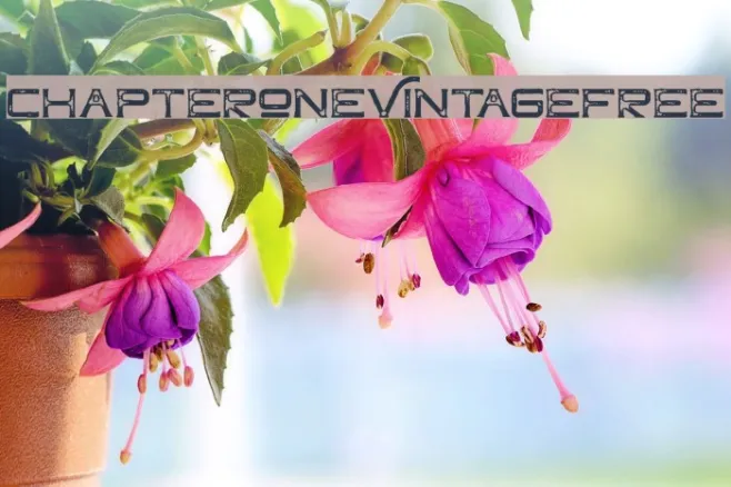 ChapterOneVintageFree Example 1