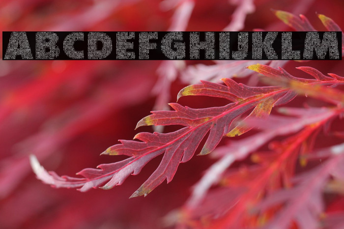 CharacterwithText-Regular Example 2