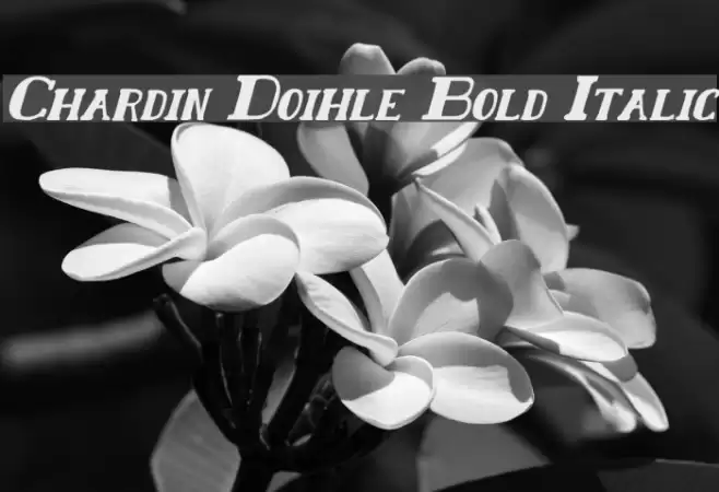 Chardin Doihle Bold Italic Fonte examples