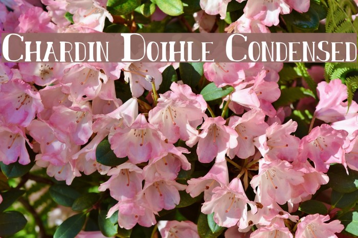 Chardin Doihle Condensed Font examples