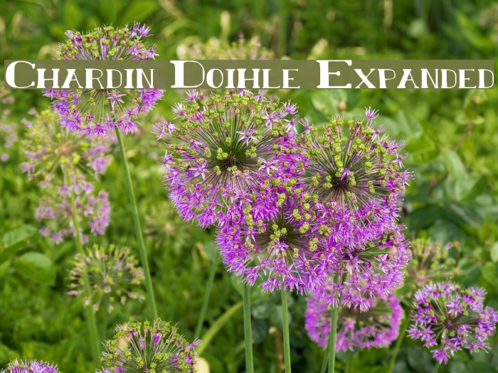 Chardin Doihle Expanded Font examples