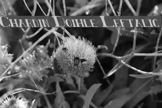 Chardin Doihle Leftalic Font examples