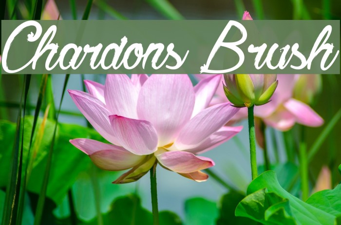 Chardons Brush Font examples