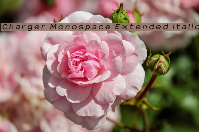 Charger Monospace Extended Italic Font examples