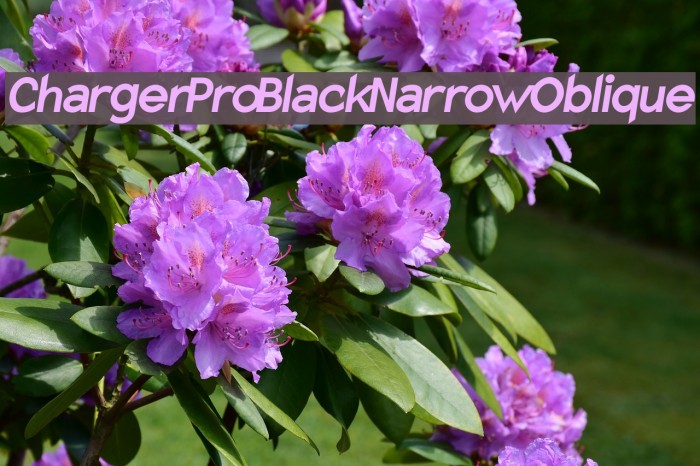 Charger Pro Black Narrow Oblique Font examples