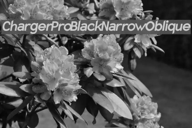 Charger Pro Black Narrow Oblique examples