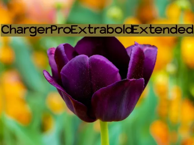 Charger Pro Extrabold Extended Example 3