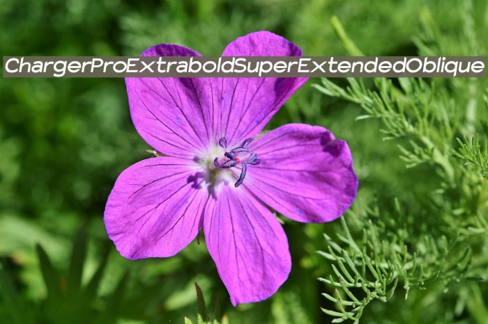 Charger Pro Extrabold SuperExtended Oblique Font examples