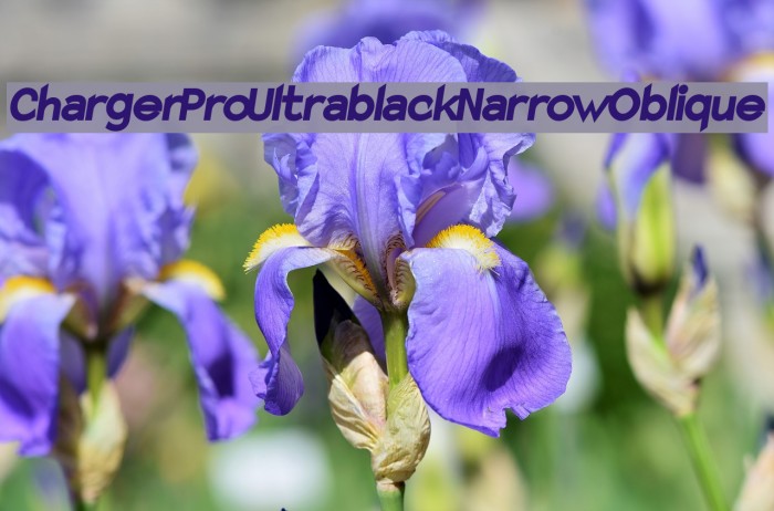 Charger Pro Ultrablack Narrow Oblique Font examples