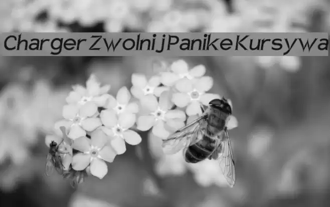 Charger Zwolnij Panike Kursywa Fonte examples