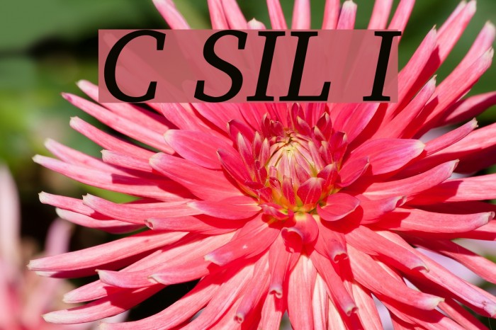 Charis SIL Italic Font examples
