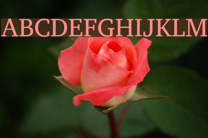 Charis SIL Font examples