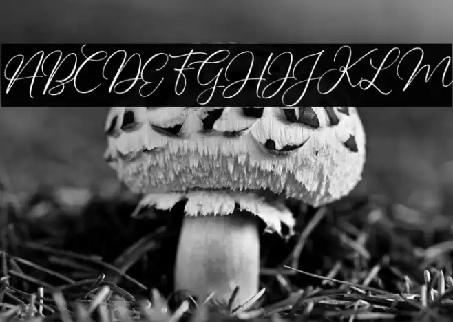 Charleigh Font examples