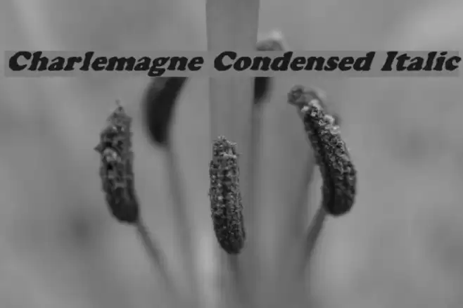 Charlemagne Condensed Italic Font examples