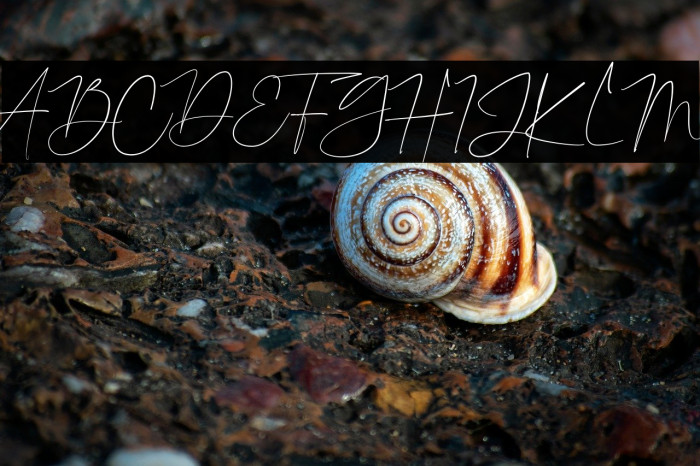 Charlie Brocklin Example 2