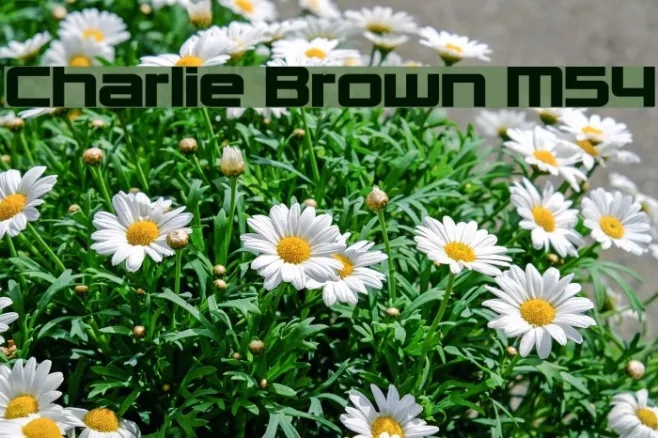 Charlie Brown M54 Example 3