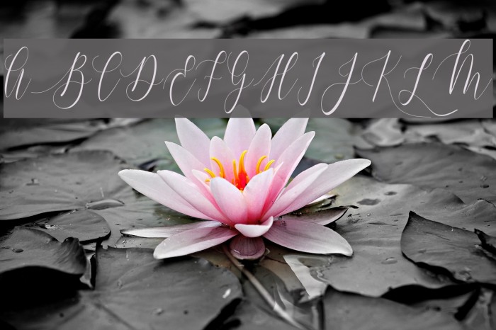 Charlotte Calligraphy Example 3