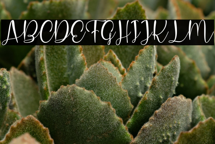 Charlotte Hasanah Example 2