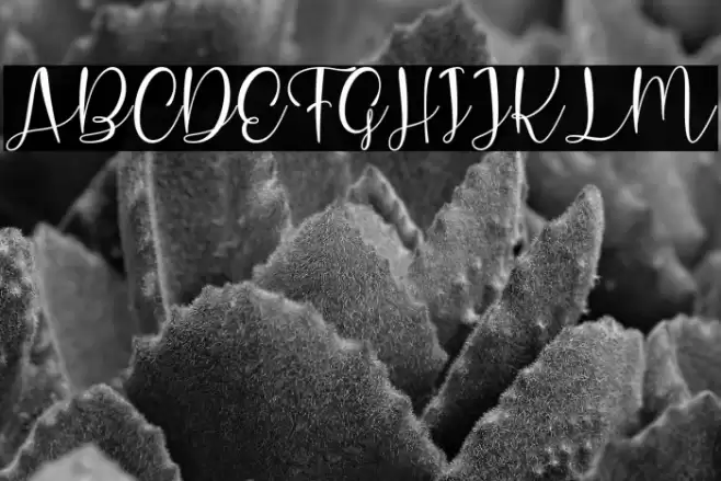 Charlotte Hasanah Polices examples